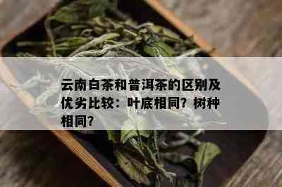 云南白茶和普洱茶的区别及优劣比较：叶底相同？树种相同？