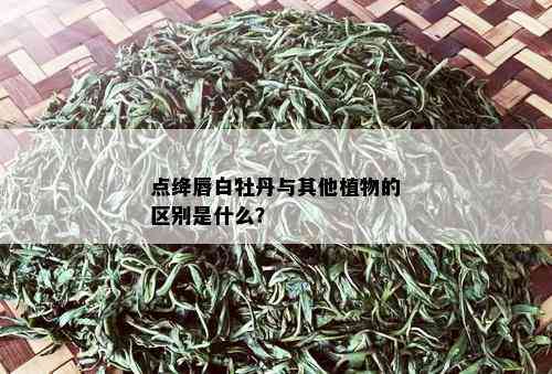 点绛唇白牡丹与其他植物的区别是什么？