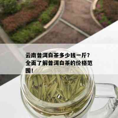 云南普洱白茶多少钱一斤？全面了解普洱白茶的价格范围！