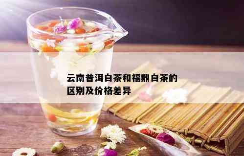 云南普洱白茶和福鼎白茶的区别及价格差异