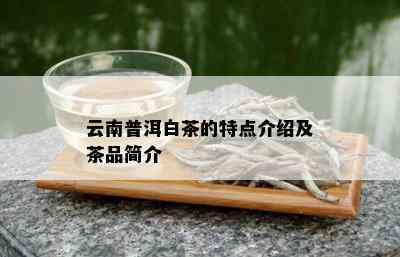 云南普洱白茶的特点介绍及茶品简介