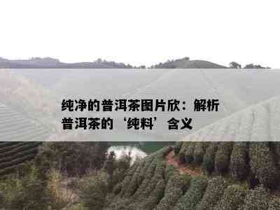 纯净的普洱茶图片欣：解析普洱茶的‘纯料’含义