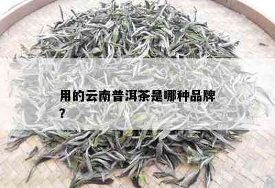 用的云南普洱茶是哪种品牌？