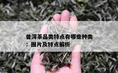 普洱茶品类特点有哪些种类：图片及特点解析