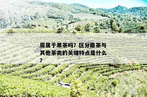 眉属于黑茶吗？区分眉茶与其他茶类的关键特点是什么？