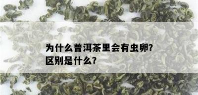 为什么普洱茶里会有虫卵？区别是什么？