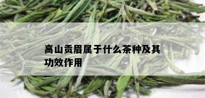 高山贡眉属于什么茶种及其功效作用