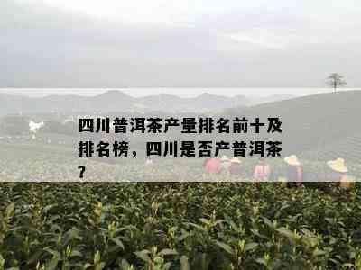 四川普洱茶产量排名前十及排名榜，四川是否产普洱茶？