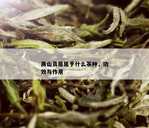 高山贡眉属于什么茶种，功效与作用