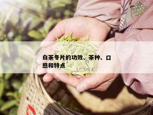 白茶冬片的功效、茶种、口感和特点