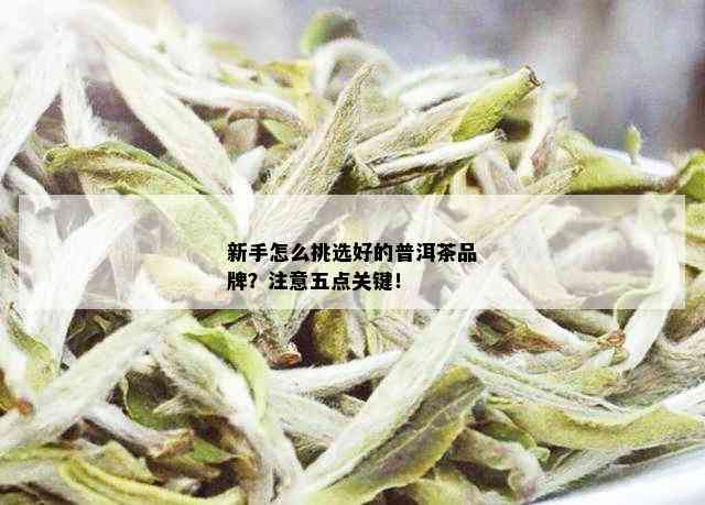 新手怎么挑选好的普洱茶品牌？注意五点关键！