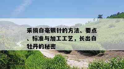 采摘白毫银针的方法、要点、标准与加工工艺，长出白牡丹的秘密