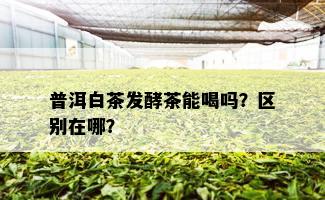 普洱白茶发酵茶能喝吗？区别在哪？