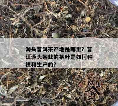 源头普洱茶产地是哪里？普洱源头茶业的茶叶是如何种植和生产的？