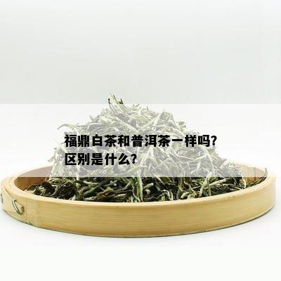 福鼎白茶和普洱茶一样吗？区别是什么？