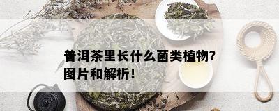 普洱茶里长什么菌类植物？图片和解析！