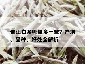 普洱白茶哪里多一些？产地、品种、好处全解析