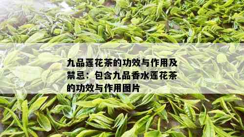 九品莲花茶的功效与作用及禁忌：包含九品香水莲花茶的功效与作用图片