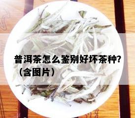 普洱茶怎么鉴别好坏茶种？（含图片）