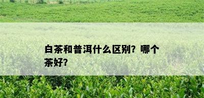 白茶和普洱什么区别？哪个茶好？