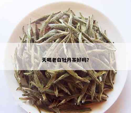 天喝老白牡丹茶好吗？