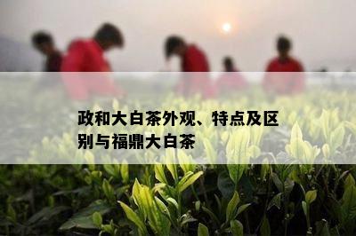 政和大白茶外观、特点及区别与福鼎大白茶