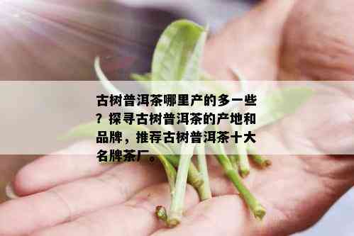 古树普洱茶哪里产的多一些？探寻古树普洱茶的产地和品牌，推荐古树普洱茶十大名牌茶厂。