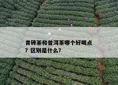 青砖茶和普洱茶哪个好喝点？区别是什么？