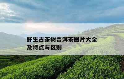 野生古茶树普洱茶图片大全及特点与区别