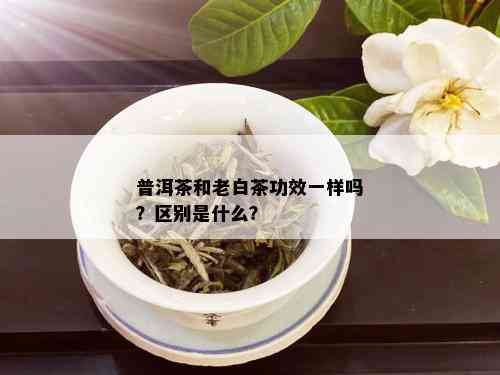 普洱茶和老白茶功效一样吗？区别是什么？