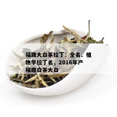 福鼎大白茶拉丁：全名、植物学拉丁名，2016年产福鼎白茶大白