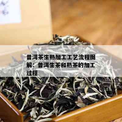 普洱茶生熟加工工艺流程图解：普洱生茶和熟茶的加工过程