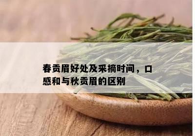 春贡眉好处及采摘时间，口感和与秋贡眉的区别