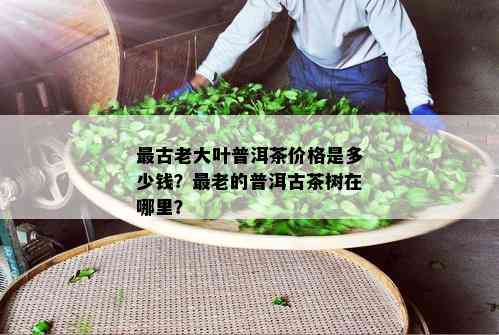 最古老大叶普洱茶价格是多少钱？最老的普洱古茶树在哪里？