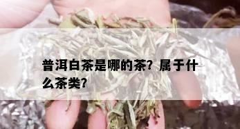 普洱白茶是哪的茶？属于什么茶类？