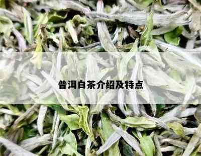 普洱白茶介绍及特点