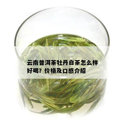 云南普洱茶牡丹白茶怎么样好喝？价格及口感介绍