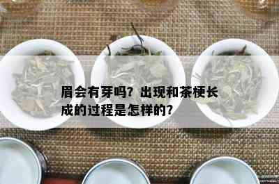 眉会有芽吗？出现和茶梗长成的过程是怎样的？