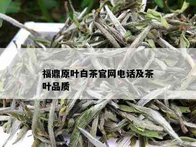 福鼎原叶白茶官网电话及茶叶品质