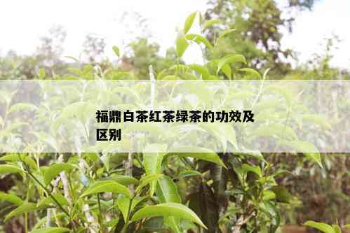 福鼎白茶红茶绿茶的功效及区别