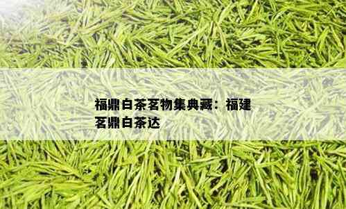 福鼎白茶茗物集典藏：福建茗鼎白茶达