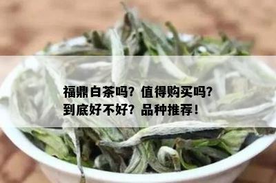 福鼎白茶吗？值得购买吗？到底好不好？品种推荐！