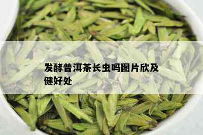 发酵普洱茶长虫吗图片欣及健好处