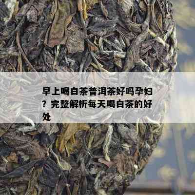 早上喝白茶普洱茶好吗孕妇？完整解析每天喝白茶的好处