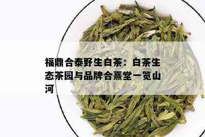 福鼎合泰野生白茶：白茶生态茶园与品牌合熹堂一览山河