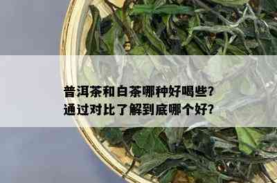 普洱茶和白茶哪种好喝些？通过对比了解到底哪个好？