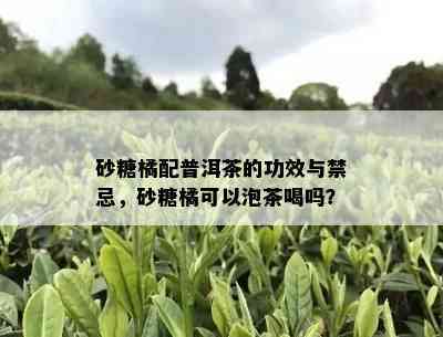 砂糖橘配普洱茶的功效与禁忌，砂糖橘可以泡茶喝吗？