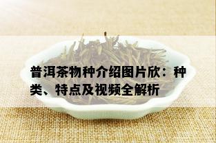 普洱茶物种介绍图片欣：种类、特点及视频全解析