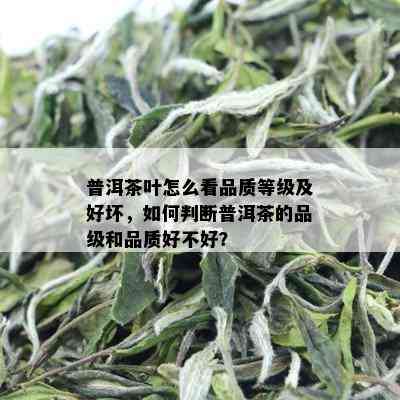 普洱茶叶怎么看品质等级及好坏，如何判断普洱茶的品级和品质好不好？