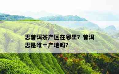 思普洱茶产区在哪里？普洱思是唯一产地吗？